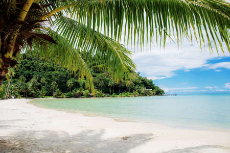 Palm tree on beach at sea with the blue sky background.の写真素材