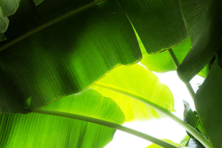 Banana leaves on tree with the sunlight at sky.の写真素材