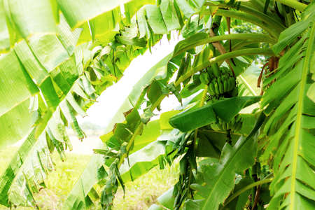 Banana leaves on tree with sunlight in farm.の写真素材