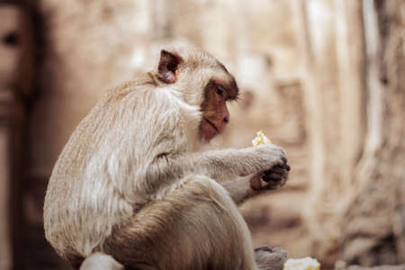 Monkey are eating corn in a park.の写真素材