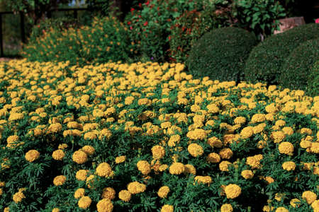 Marigold flower with beautiful in the garden.の写真素材