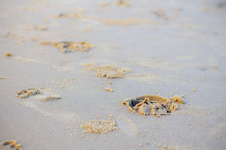 Footprints of horse on sand beach with background.の写真素材
