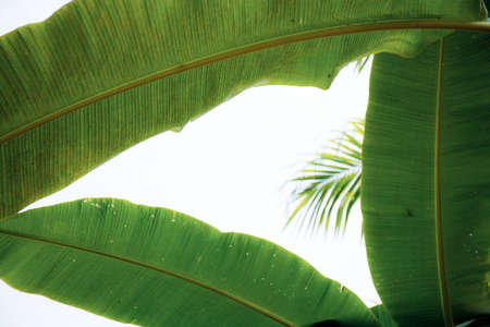 Banana leaves of dusty with the texture at sky.の写真素材
