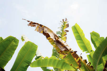 Banana leaves of dries with the sunlight at sky.の写真素材