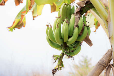 Banana and dry leaves on tree with the sunlight at sky.の写真素材