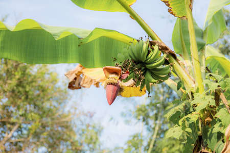 Banana on tree in farm with the sky.の写真素材