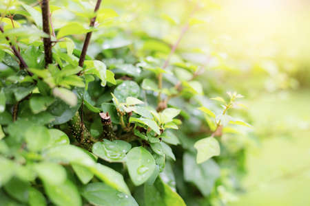 Green leaves in park with the sunlight.の写真素材