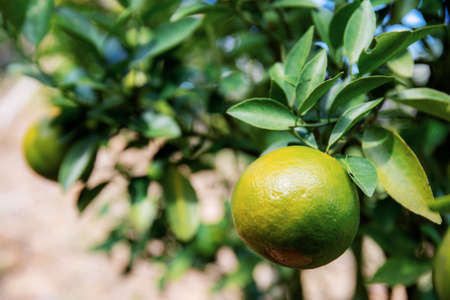 Orange on tree in farm with the sunlight.の写真素材