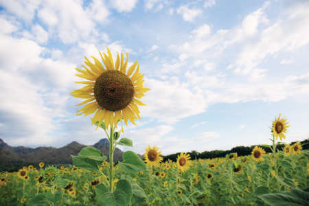 Sunflower on field with the sky in winter.の写真素材