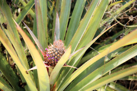 Pineapple of young on tree with the sunlight.の写真素材