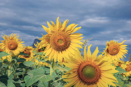 Sunflower in field with the blue sky in winter.の写真素材