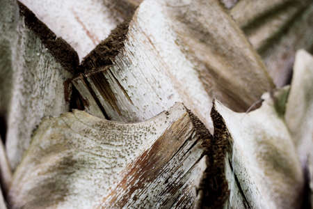 Texture palm of dry in park with background.の写真素材
