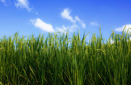 Green rice on field with the blue sky.の写真素材