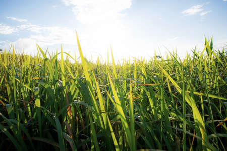 Green fields in the rainy season with morning sun.の写真素材