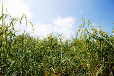 Ears of rice growing on fields with the sky.の写真素材