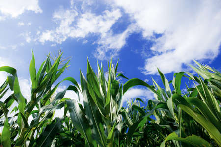 Corn tree on field in spring with the blue sky.の写真素材