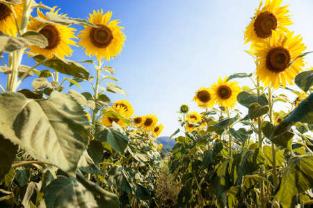 Sunflower in field with the sunlight at sky.の写真素材