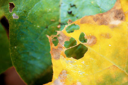 Leaves plants in the rainy season with background.の写真素材