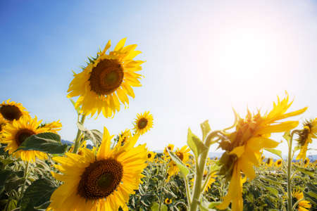 Sunflower in summer with the sunlight at sky.の写真素材