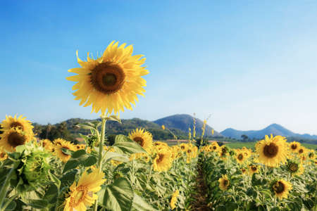 Sunflower in field of summer with the blue sky.の写真素材