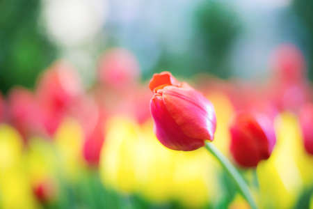 Red of tulip in garden with the colorful.の写真素材