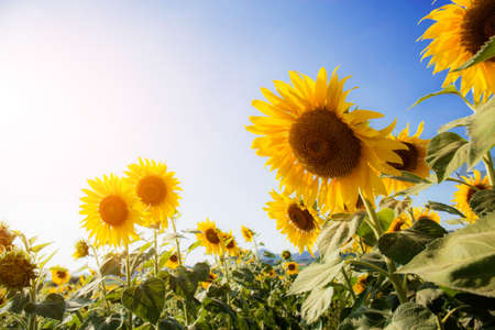 Sunflower in summer at sunset with the blue sky.の写真素材
