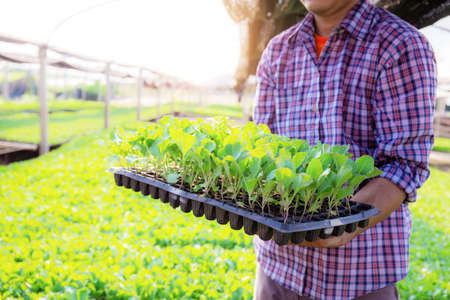 Gardeners hold organic vegetable trays in the greenhouse.の写真素材