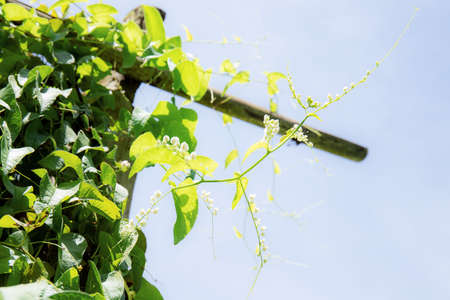 Ivy on wood in garden with the sunlight at sky.の写真素材