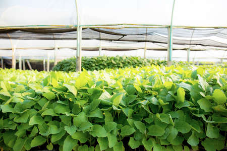 Green leaves of organic vegetables in greenhouses with the sunlight.の写真素材