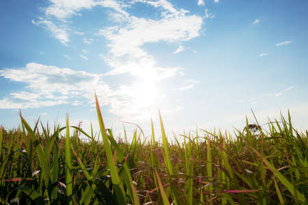 Grassland in the rainy season with sunrise at blue sky.の写真素材