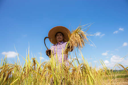 Thai farmer stands with a sickle and reaps rice in field.の写真素材