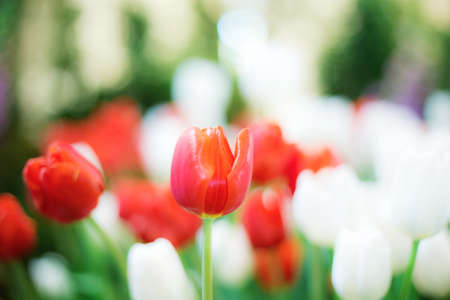 Red tulips in the garden with a white background.の写真素材