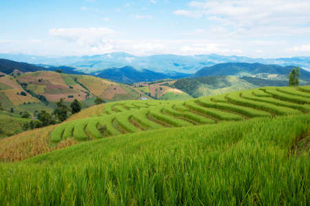 Green rice on hill with the blue sky in rainy season.の写真素材