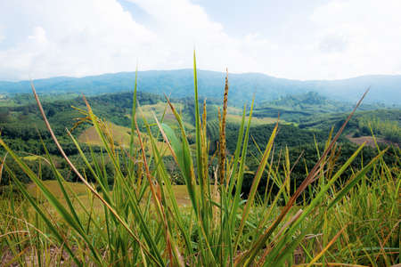 Rice fields and natural beauty on mountain in the rainy season.の写真素材