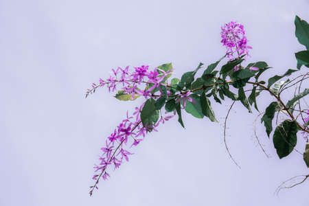Pueple flower on sky with the beautiful of nature.の写真素材