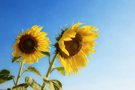 Sunflower of the beautiful with sunlight at blue sky.の写真素材