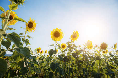 Sunflower in field with the sunlight at sky.の写真素材