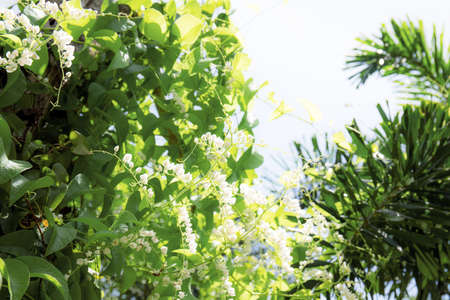 Ivy on fence and white flower in garden with the sunlight at sky.の写真素材