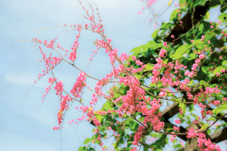 Pink flower on wooden with beautiful at the sky.