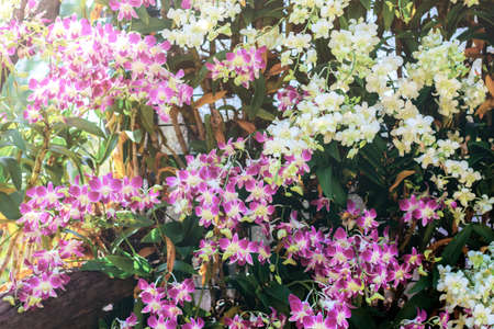 Beautiful orchid with colorful of background.の写真素材