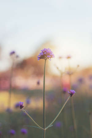 Flower are growing with beautiful in garden at sky.の写真素材