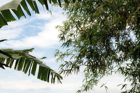 Banana leaves and bamboo in summer with the sky.の写真素材