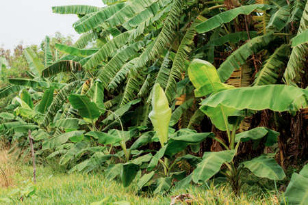 Banana tree in farm with a daytime.の写真素材