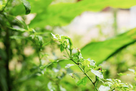 Chilli growing with sunlight at morning.の写真素材