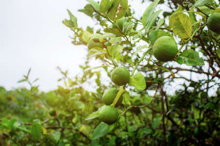 Lemon on tree in rainy season with the sky.の写真素材
