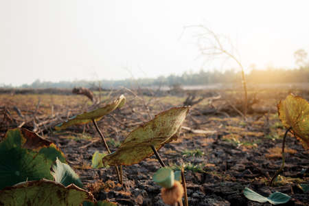 Dries leaves of lotus on field in summer at sunlight.の写真素材