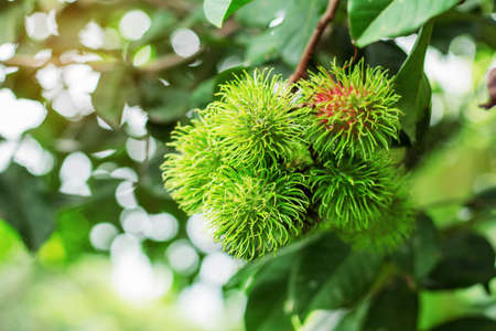Green rambutan on tree with natural background.の写真素材
