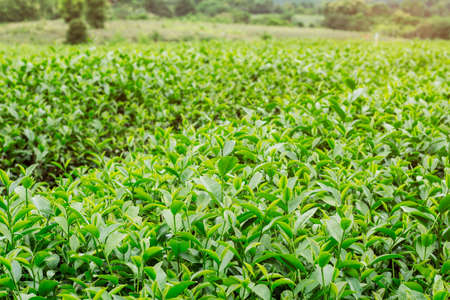 young tea growing with a natural green background.の写真素材