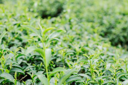 Growing tea and natural green with a blurred background.の写真素材