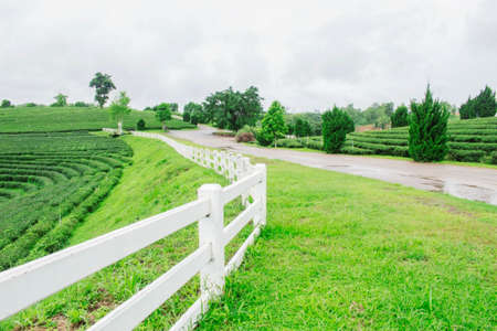 White fence at tea plantation and natural freshness in the rainy season.